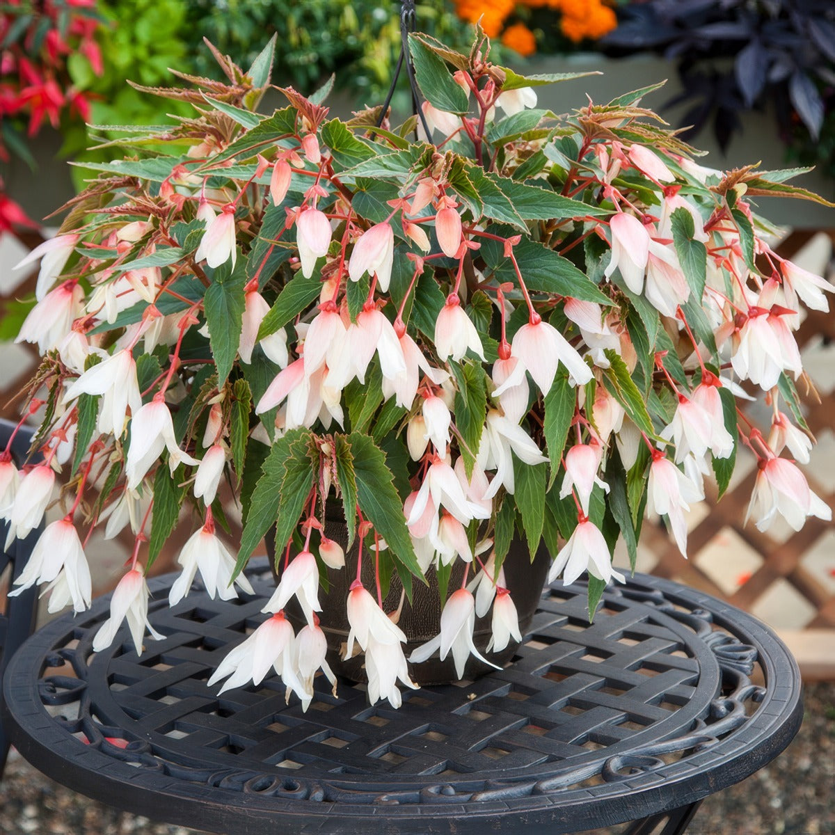 Begonia Bossa Nova White P68begbnw - Garden Express Australia