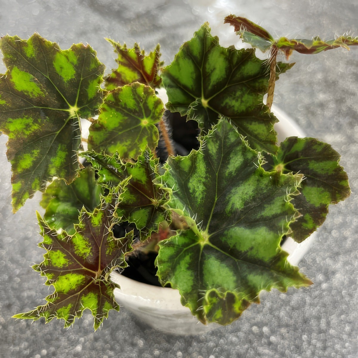 Begonia Cleopatra Caesar P68begcae - Garden Express Australia