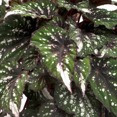 Begonia Forest Stream - Garden Express Australia