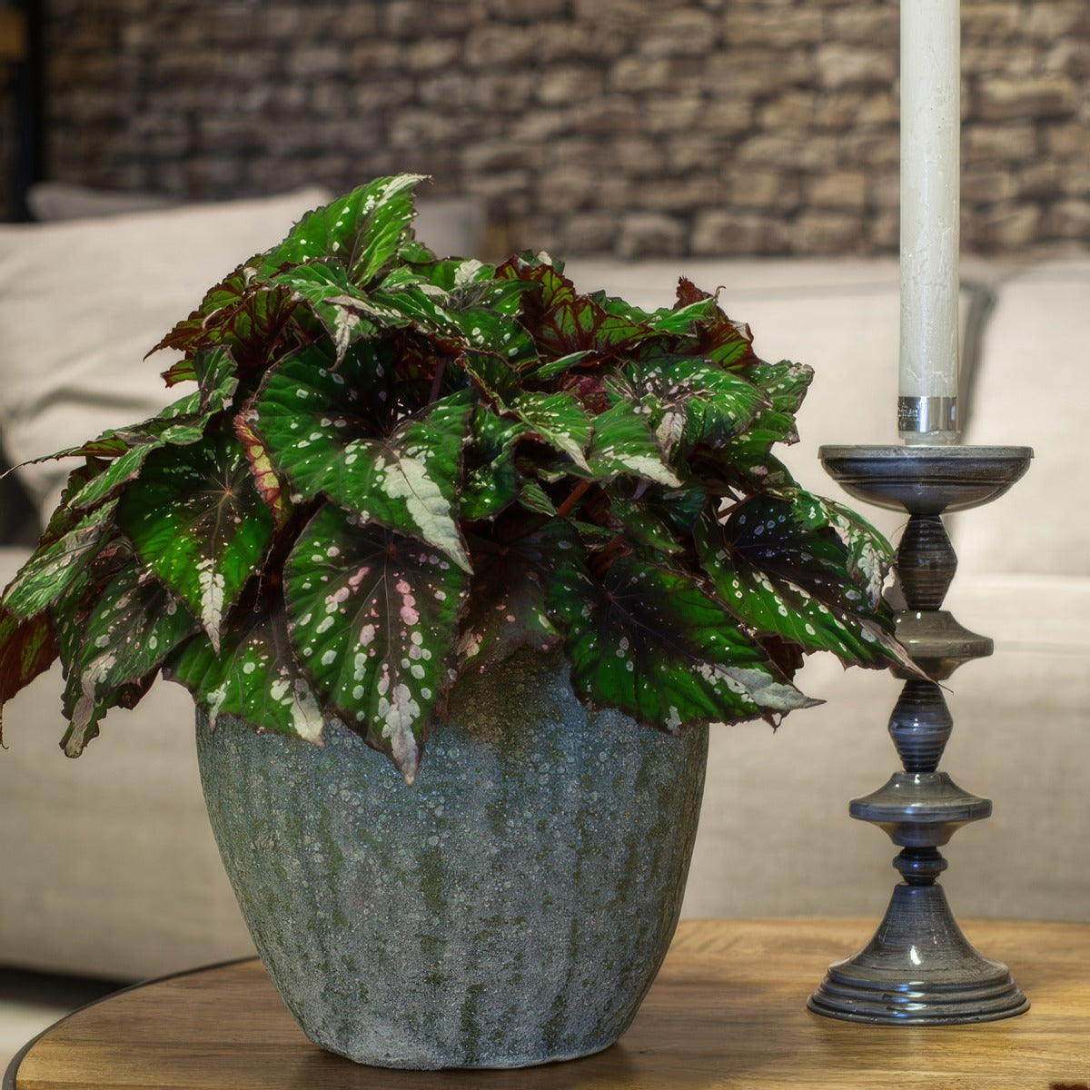 Begonia Forest Stream P68begfst - Garden Express Australia