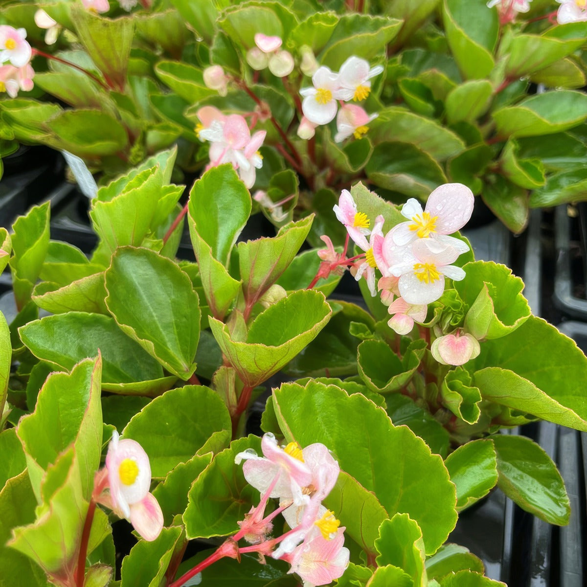 Begonia Hula Blush 1 - Garden Express Australia
