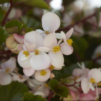 Begonia Hula Blush P68beghbl - Garden Express Australia
