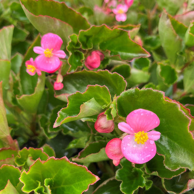 Begonia Hula Pink 1 - Garden Express Australia