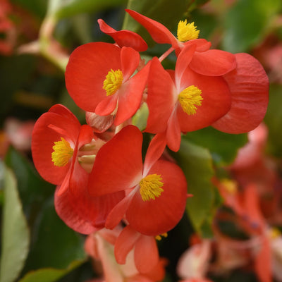 Begonia Hula Red P68beghpn - Garden Express Australia