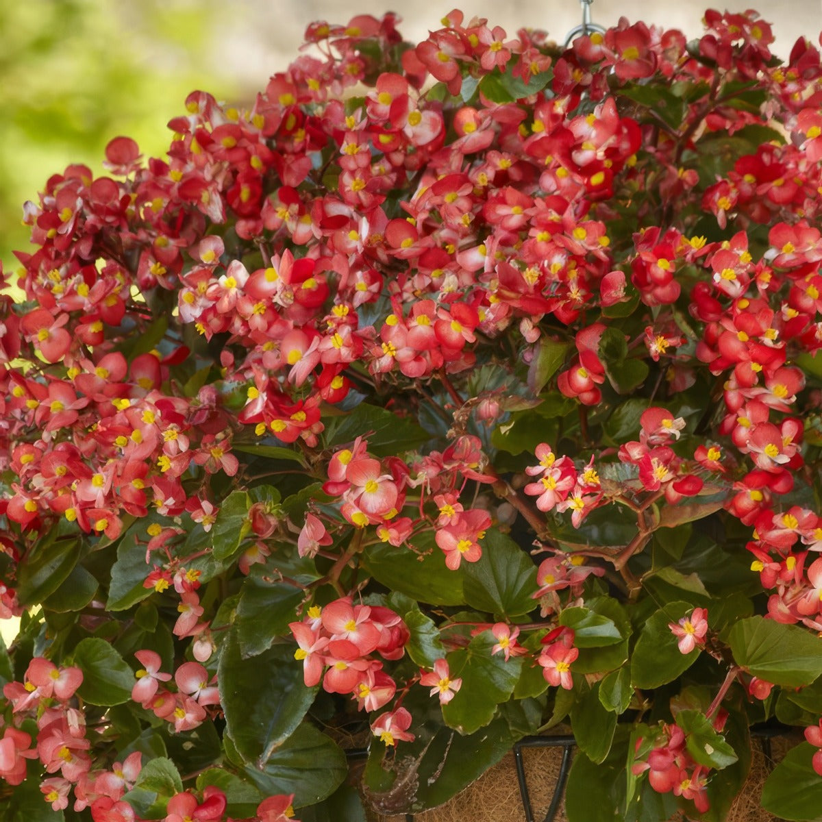 Begonia Hula Red White Bicolour 1 - Garden Express Australia