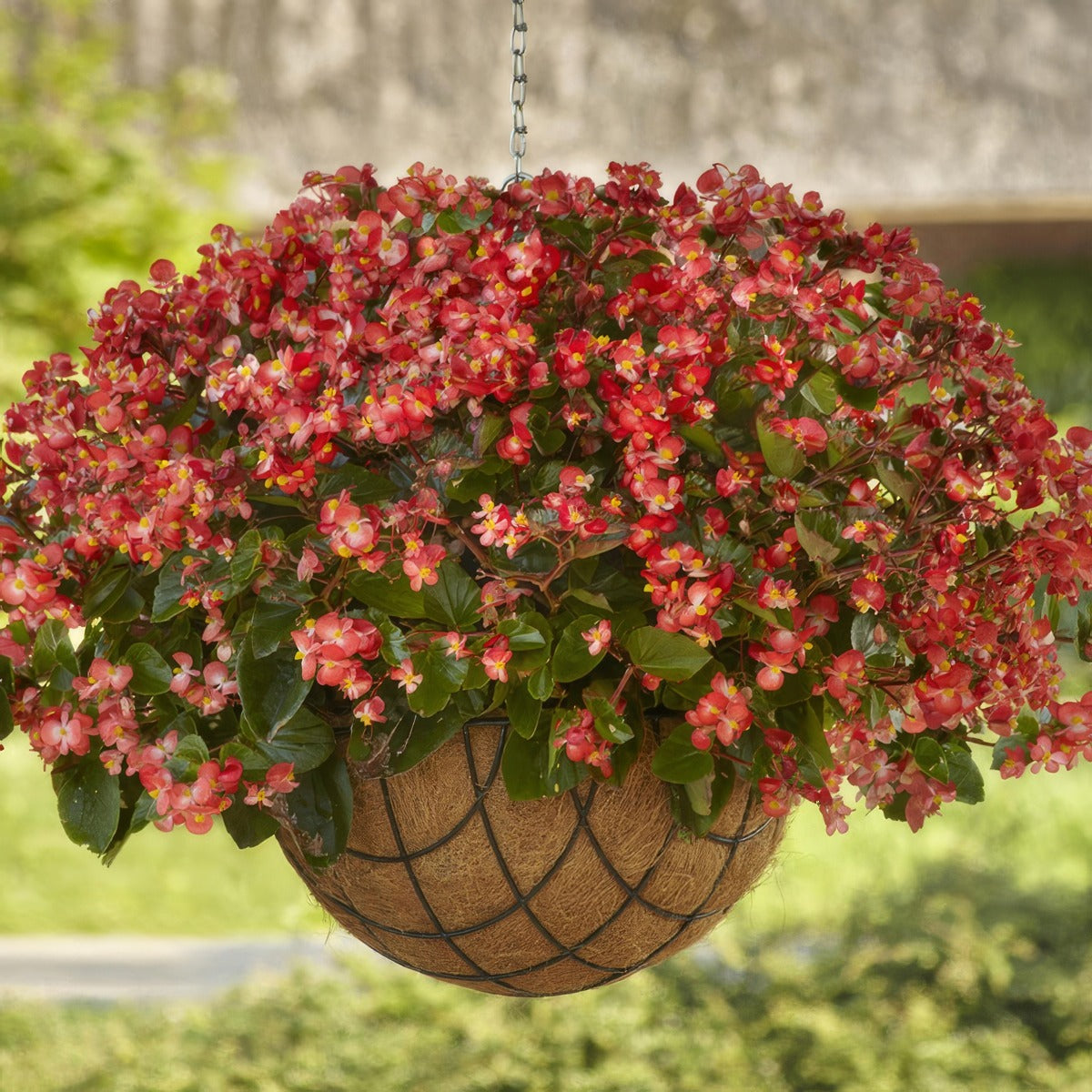 Begonia Hula Red White Bicolour - Garden Express Australia