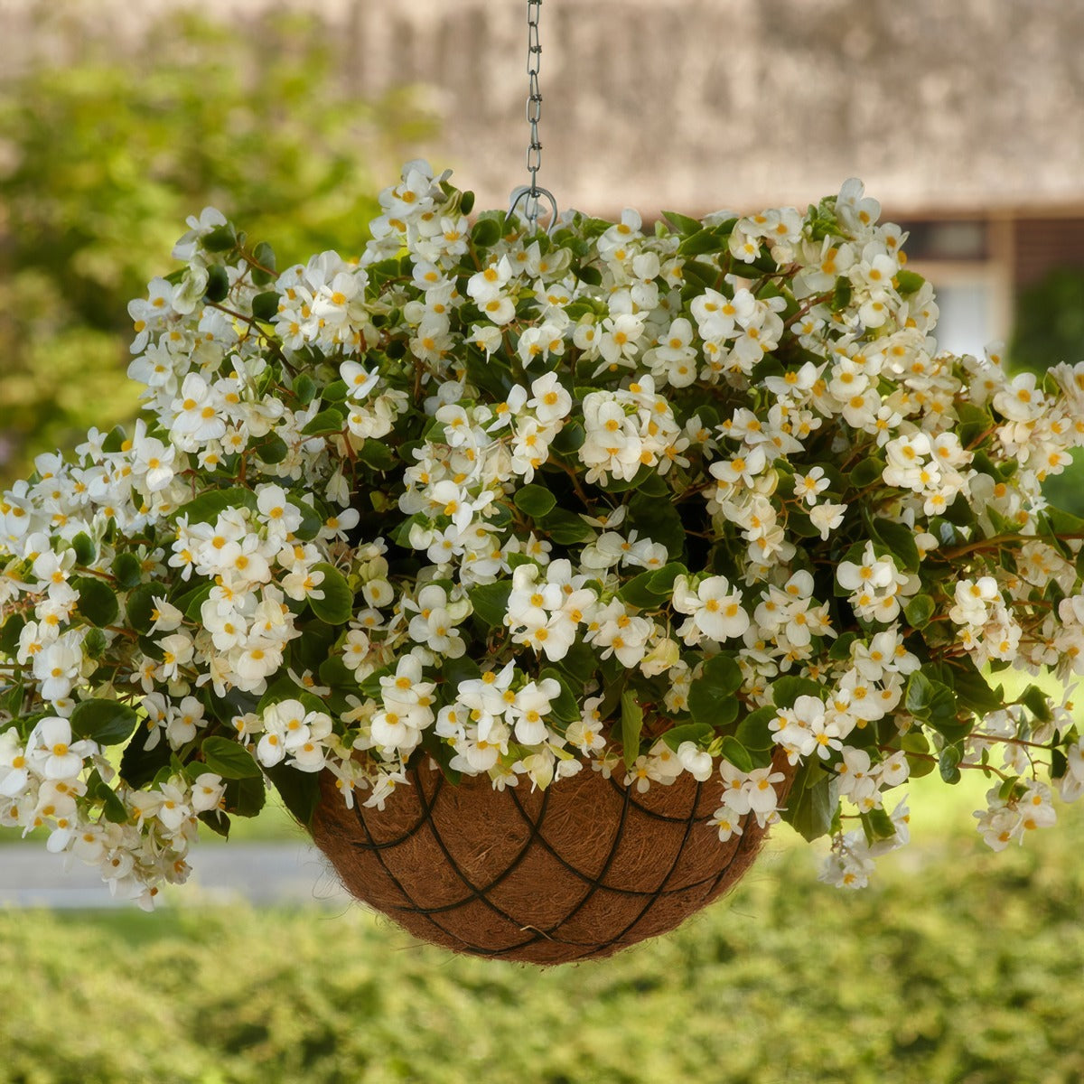 Begonia Hula White - Garden Express Australia