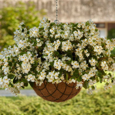 Begonia Hula White - Garden Express Australia