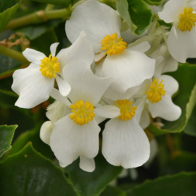 Begonia Hula White P68beghwh - Garden Express Australia