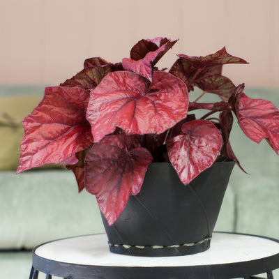 Begonia Inca Flame P68begifl - Garden Express Australia