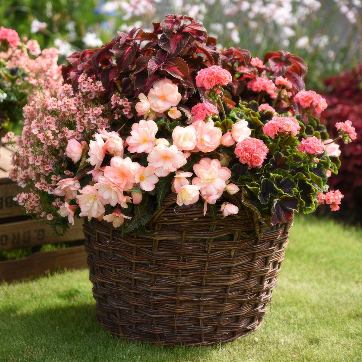Begonia Miss Montreal Lplbegmmo - Garden Express Australia