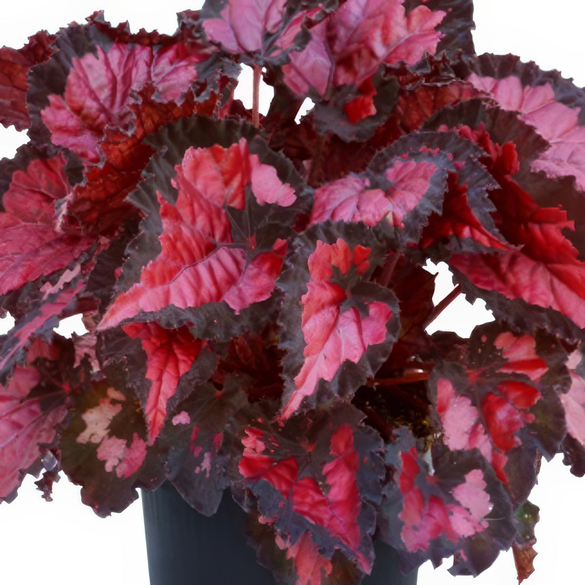 Begonia Inca Night 1 - Garden Express Australia