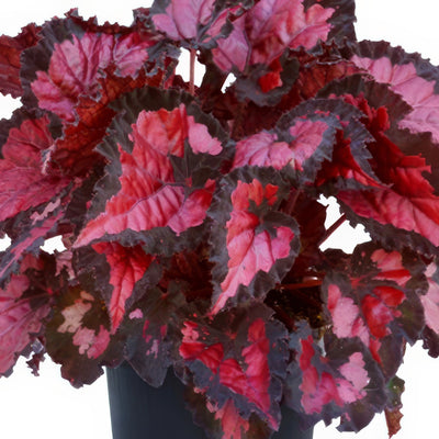 Begonia Inca Night 1 - Garden Express Australia
