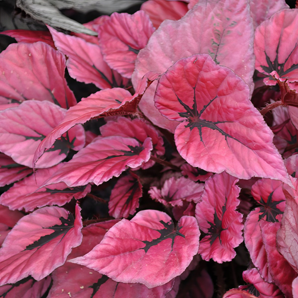Begonia Indian Summer P68begisu - Garden Express Australia