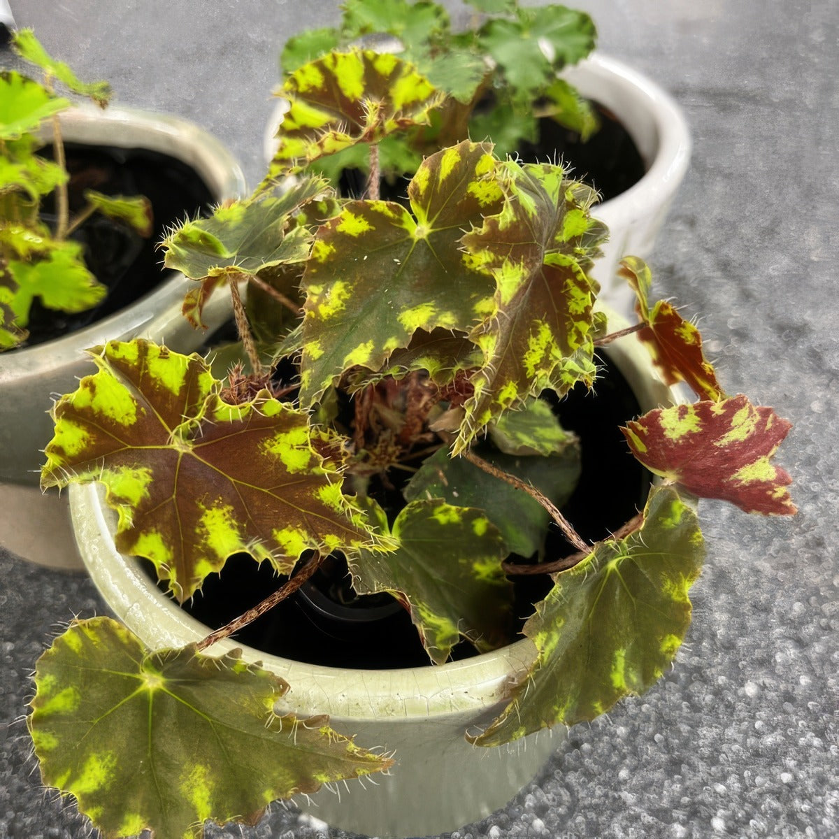 Begonia Cleopatra Julius P68begjul - Garden Express Australia