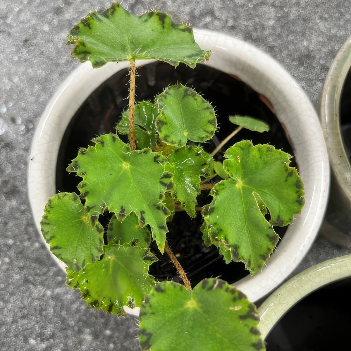 Begonia Cleopatra Marc P68begmar - Garden Express Australia