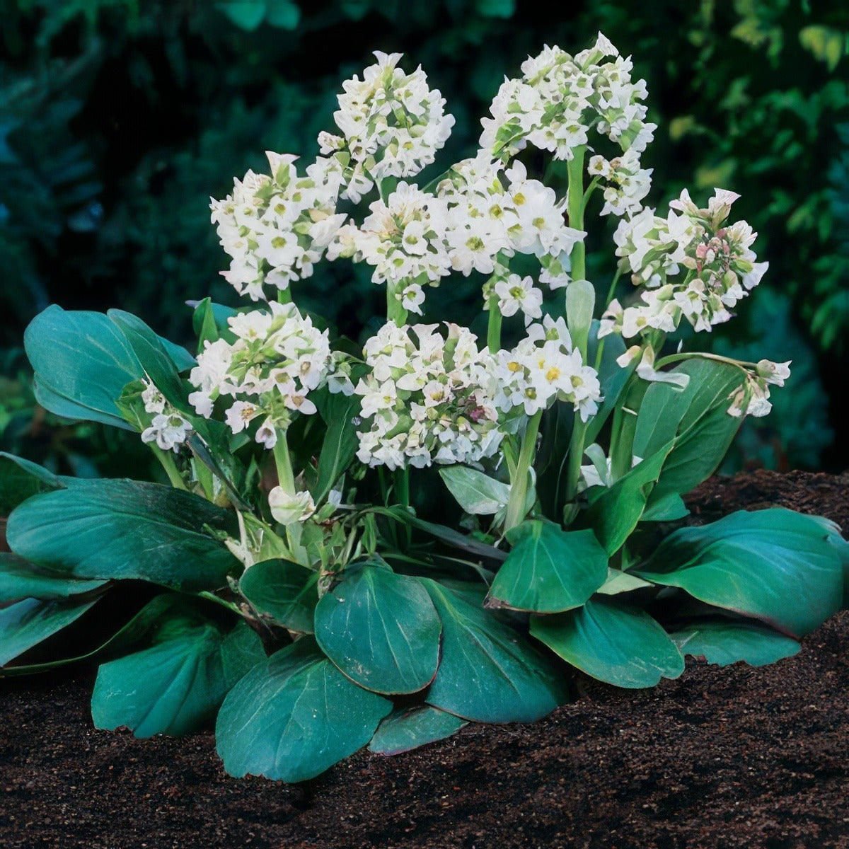 Bergenia Bressingham White Pplberbwh - Garden Express Australia
