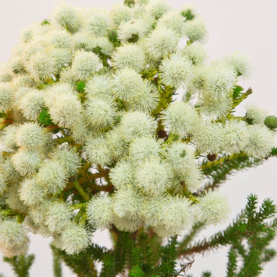 Berzelia Buttonbush Snow 1 - Garden Express Australia