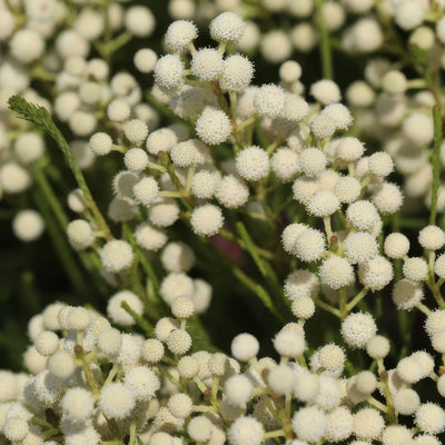 Berzelia Buttonbush Snow - Garden Express Australia