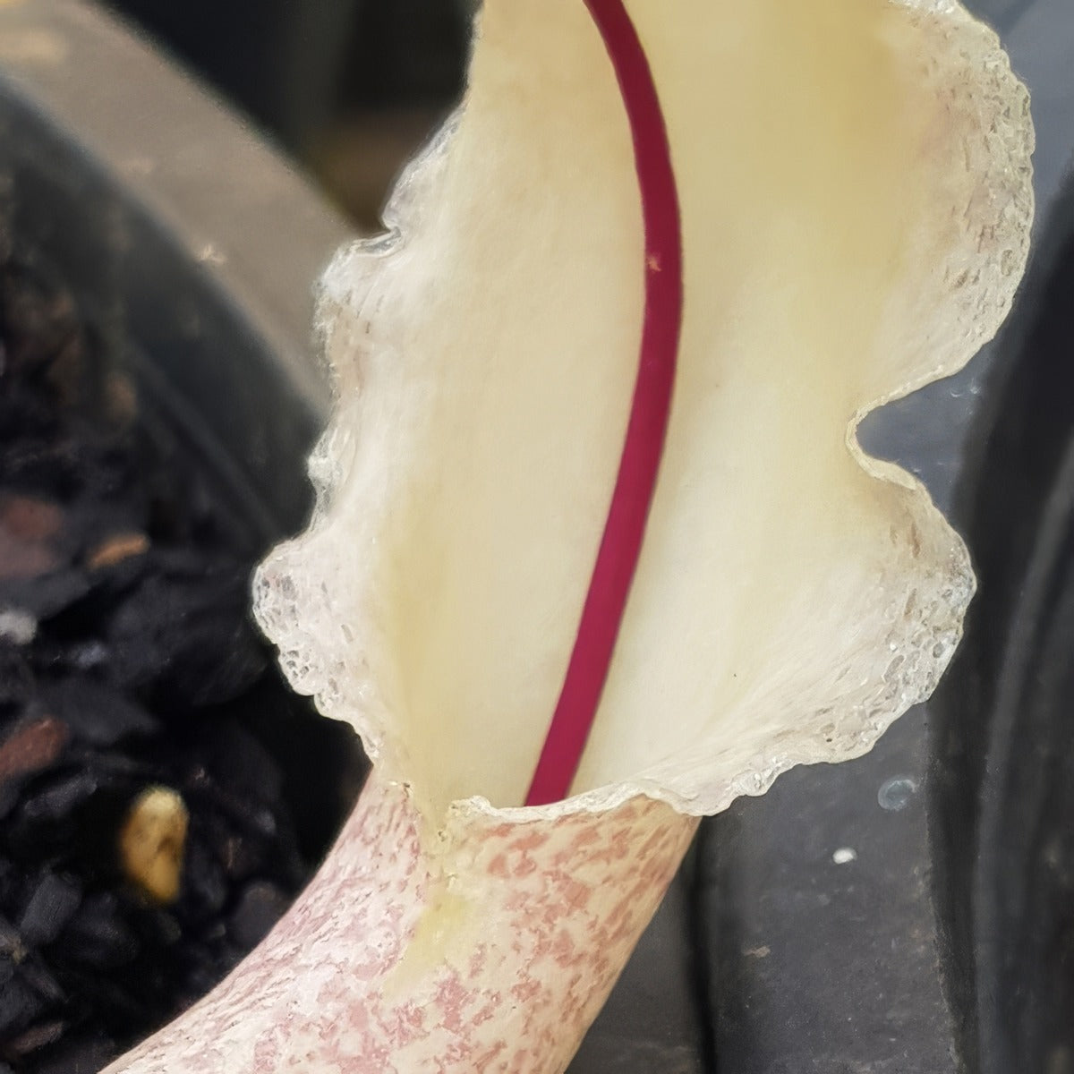 Biarum Marmarisense 2 Pkbiamar - Garden Express Australia