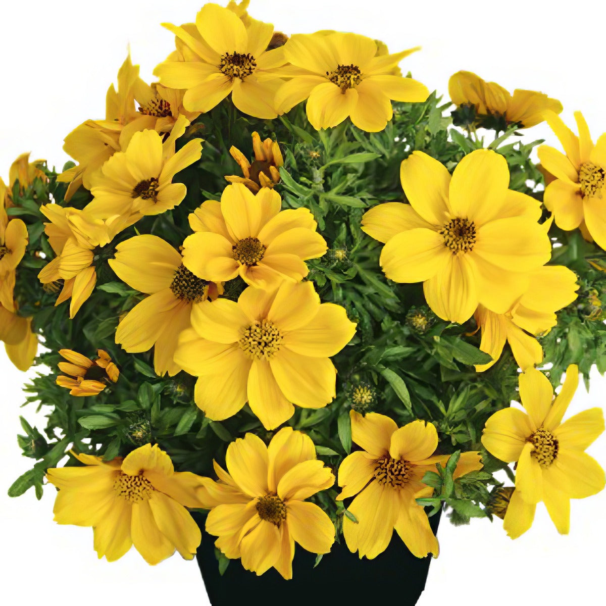 Bidens Popstar - Garden Express Australia