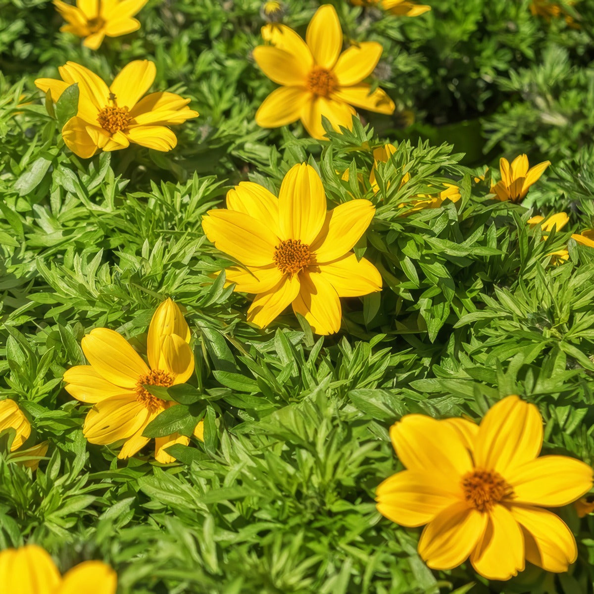 Bidens Popstar P14bidpst - Garden Express Australia