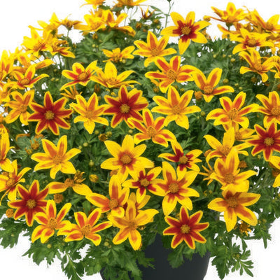 Bidens Tiger Bee 1 - Garden Express Australia