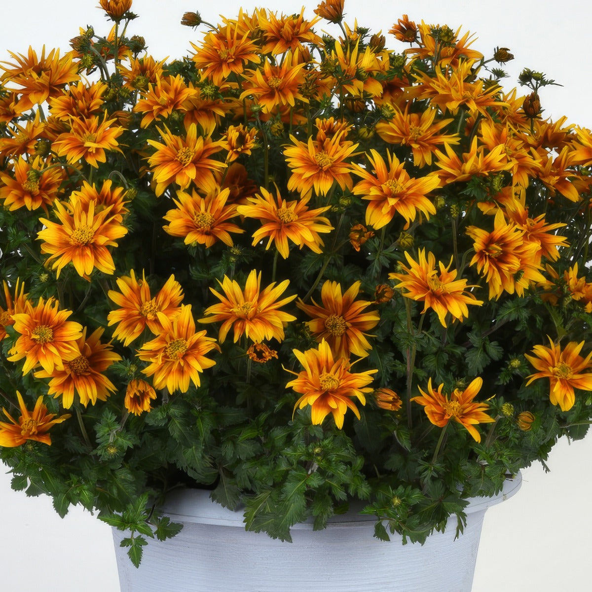 Bidens Bee Alive Double Orange - Garden Express Australia