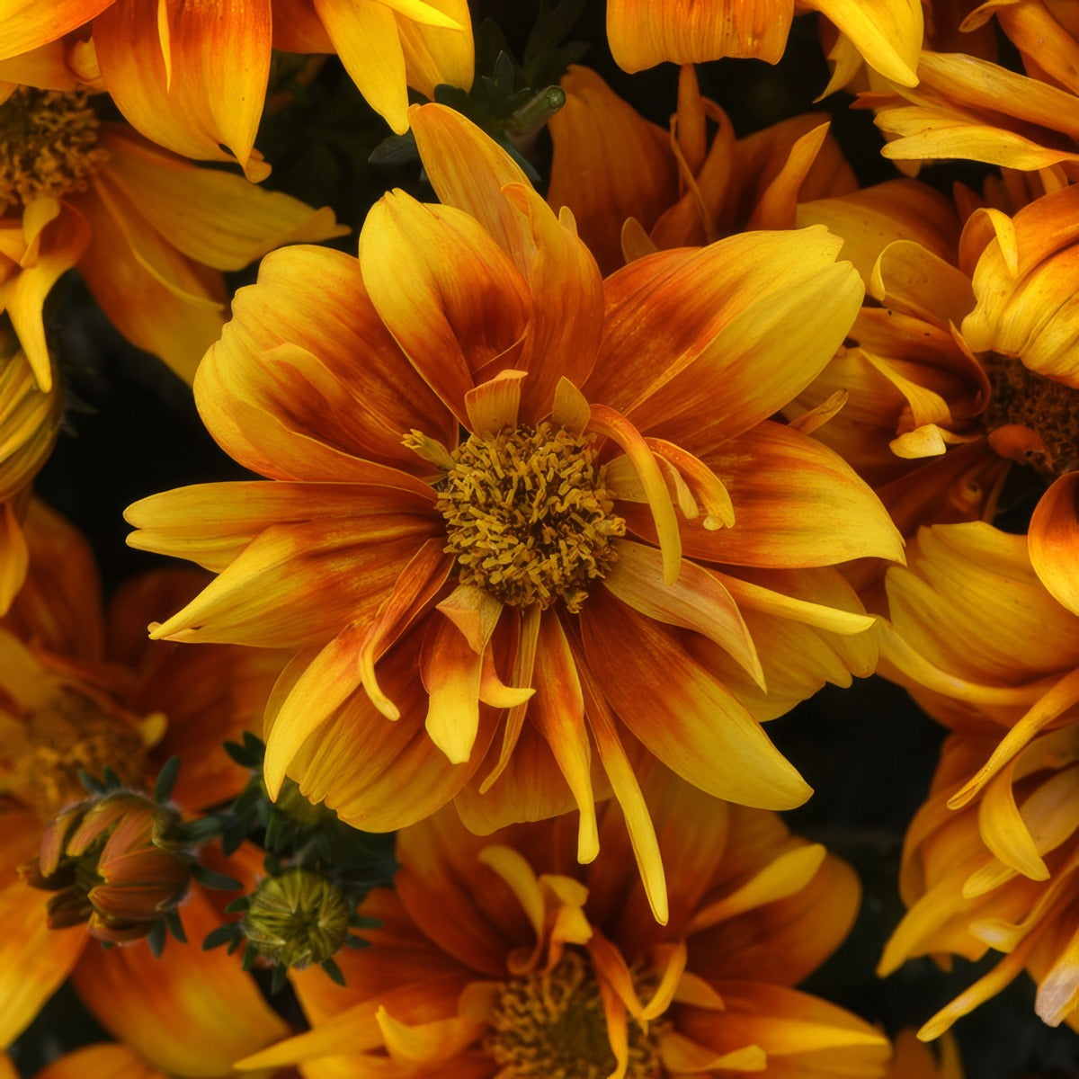 Bidens Bee Alive Double Orange P68bidbad - Garden Express Australia