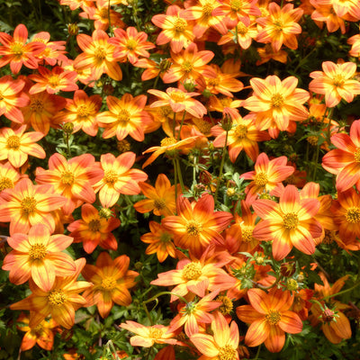 Bidens Blazing Glory - Garden Express Australia