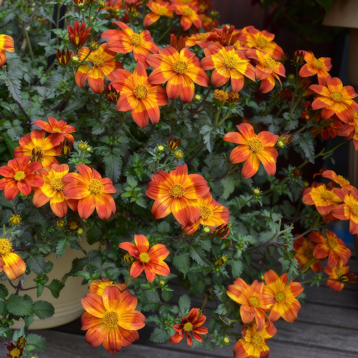 Bidens Bee Happy Red - Garden Express Australia