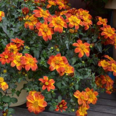 Bidens Bee Happy Red - Garden Express Australia