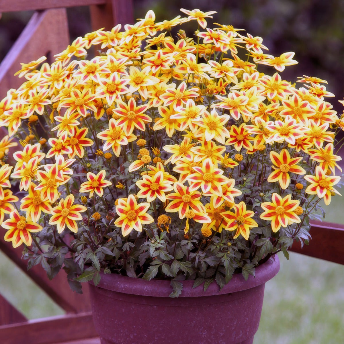 Bidens Blazing Star - Garden Express Australia