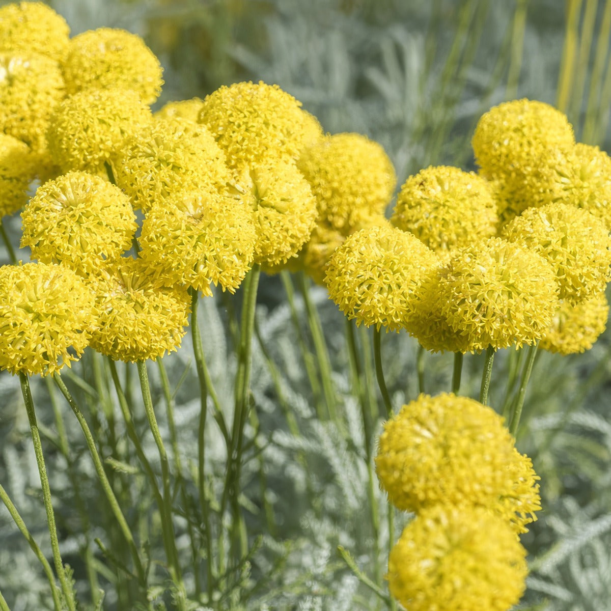 Billy Buttons 21 Pplbilbut - Garden Express Australia