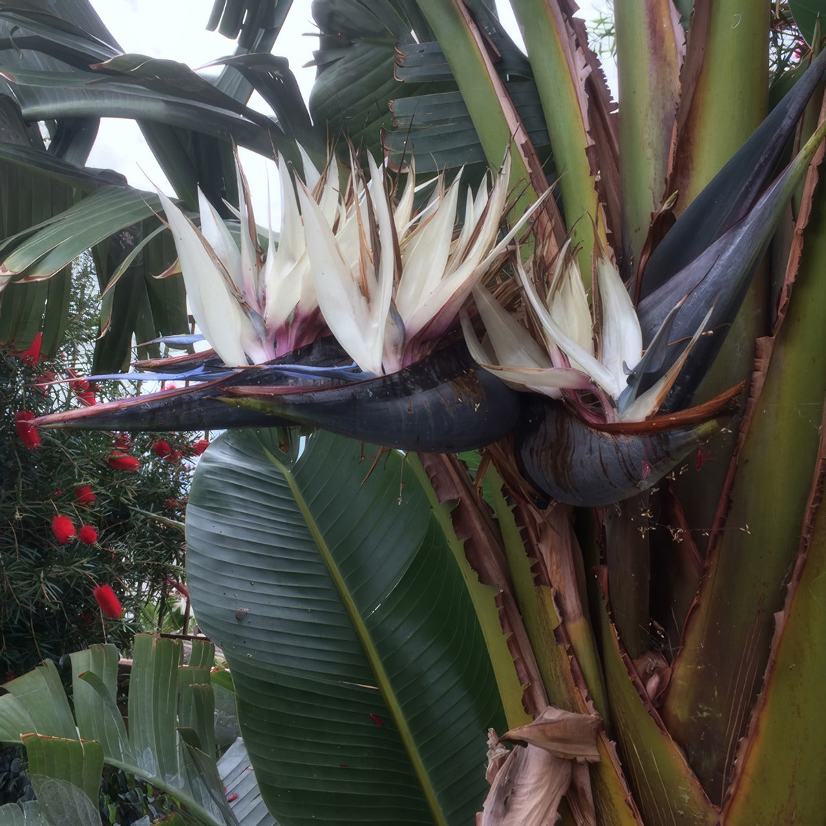 Bird Of Paradise White P14biropw - Garden Express Australia