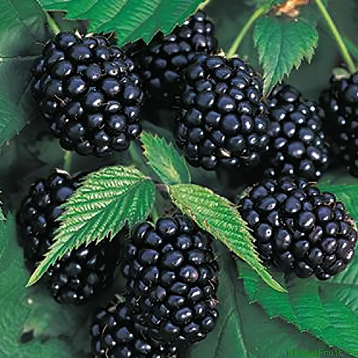 Blackberry Chester P75blache - Garden Express Australia