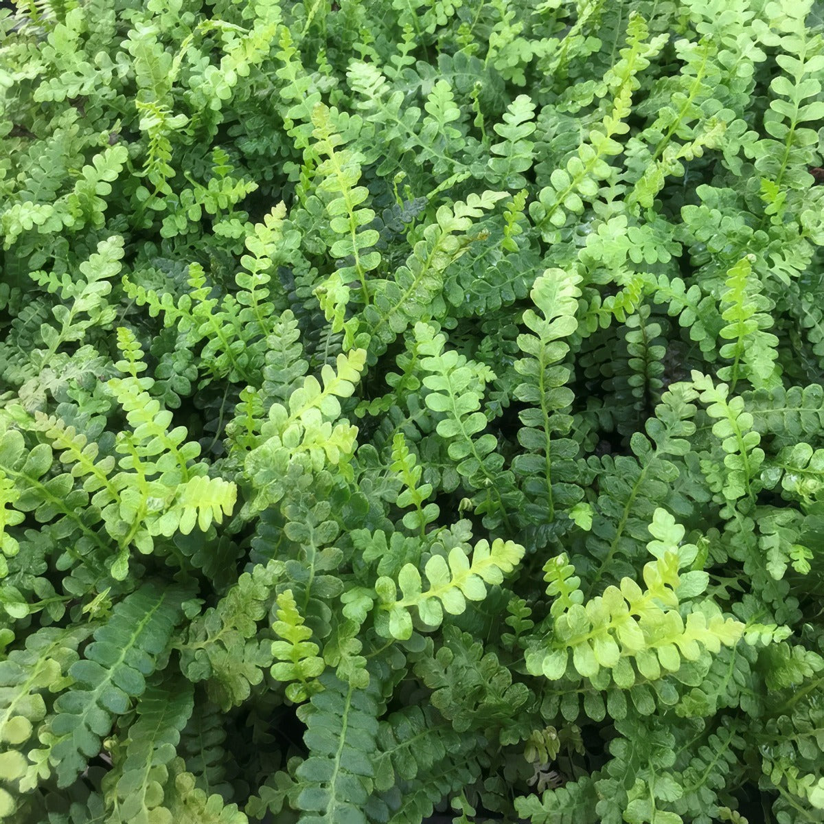 Blechnum Alpine Water Fern P68bleawf - Garden Express Australia