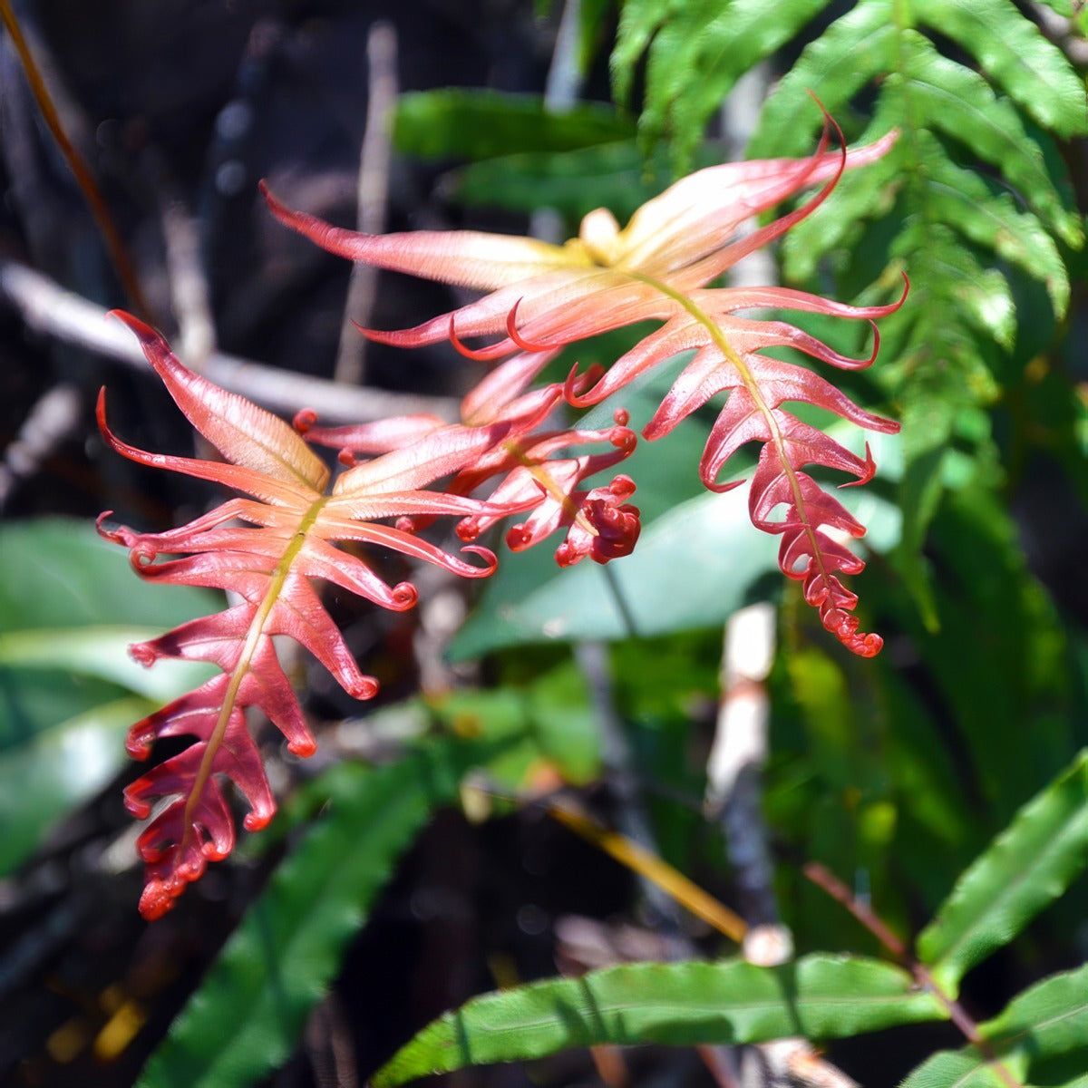 Blechnum Gristle Fern - Garden Express Australia