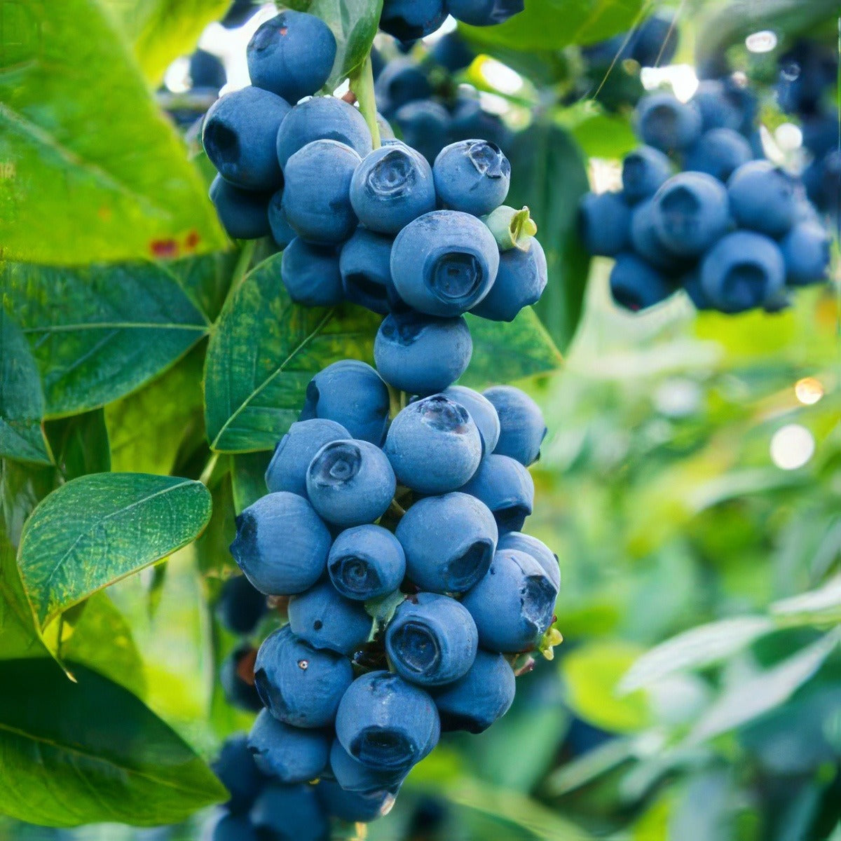Blueberry Sunshine Blue Lpoblusbl 2019 - Garden Express Australia