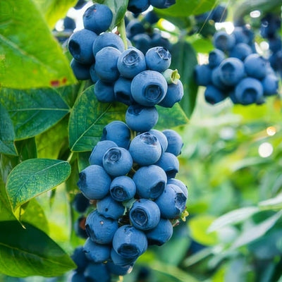 Blueberry Sunshine Blue Lpoblusbl 2019 - Garden Express Australia