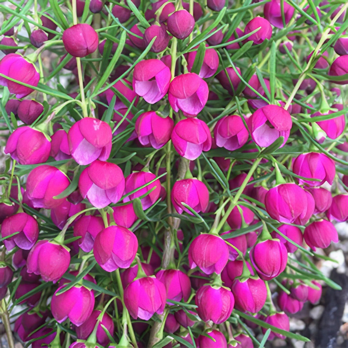 Boronia Lipstick Lpoborlst 2020 - Garden Express Australia
