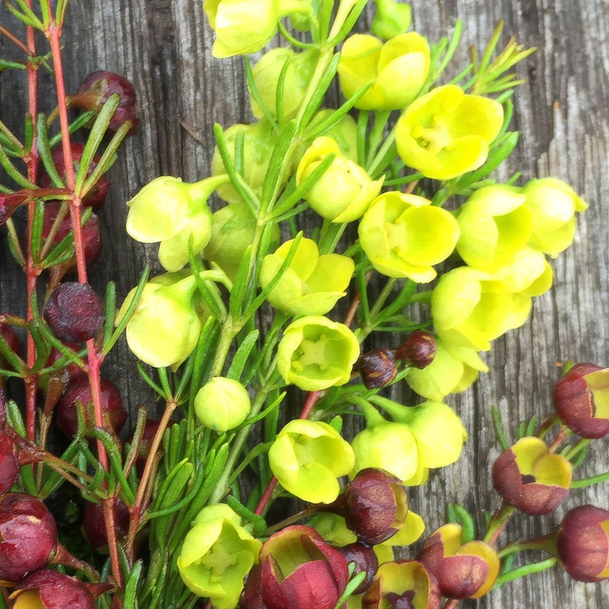 Boronia Megastigma Lutea Pplbormlu - Garden Express Australia