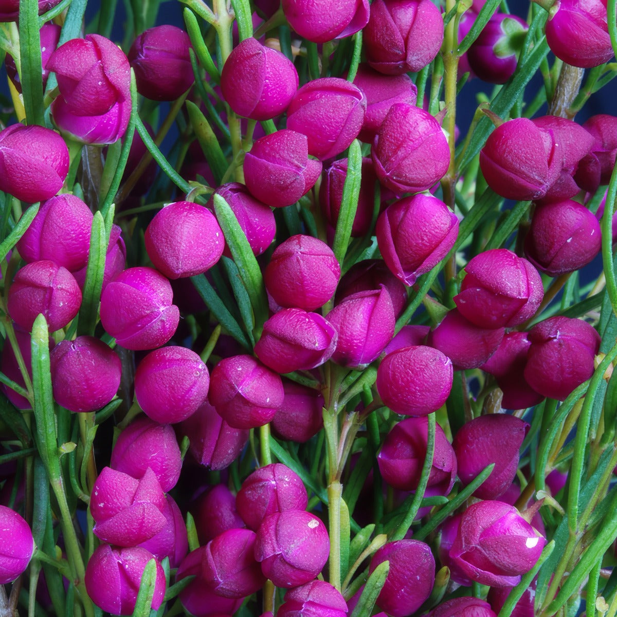 Boronia Plum Bells Pplborpbe - Garden Express Australia