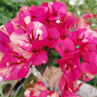 Bougainvillea Chitra - Garden Express Australia