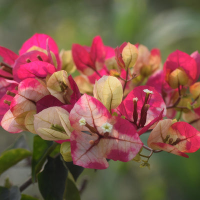 Bougainvillea Chitra P10bouchi - Garden Express Australia