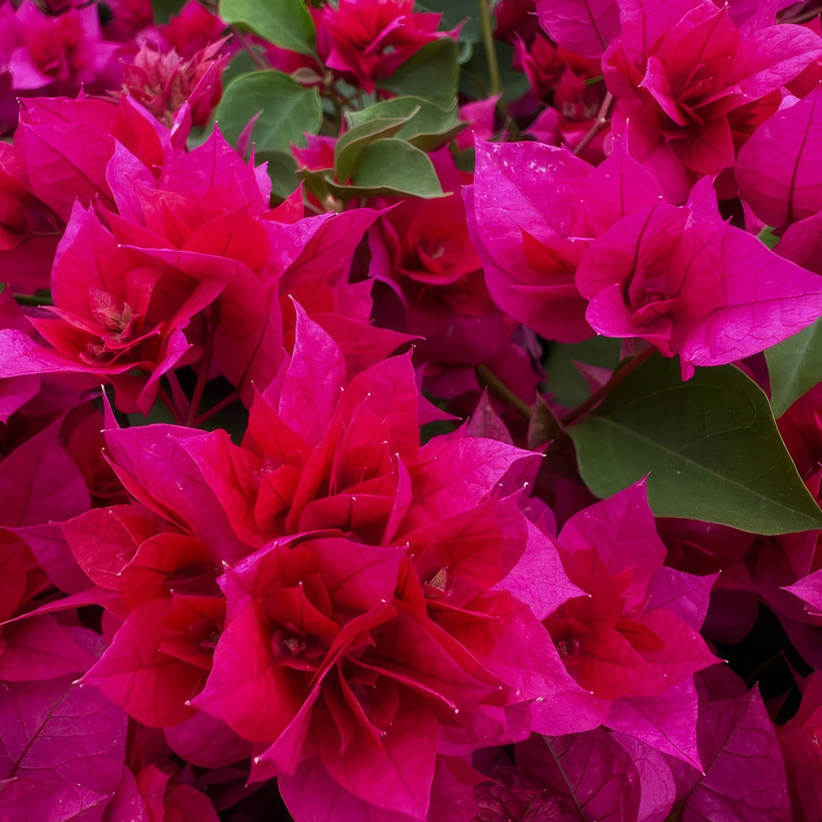 Bougainvillea Klong Fire P10boukfr - Garden Express Australia