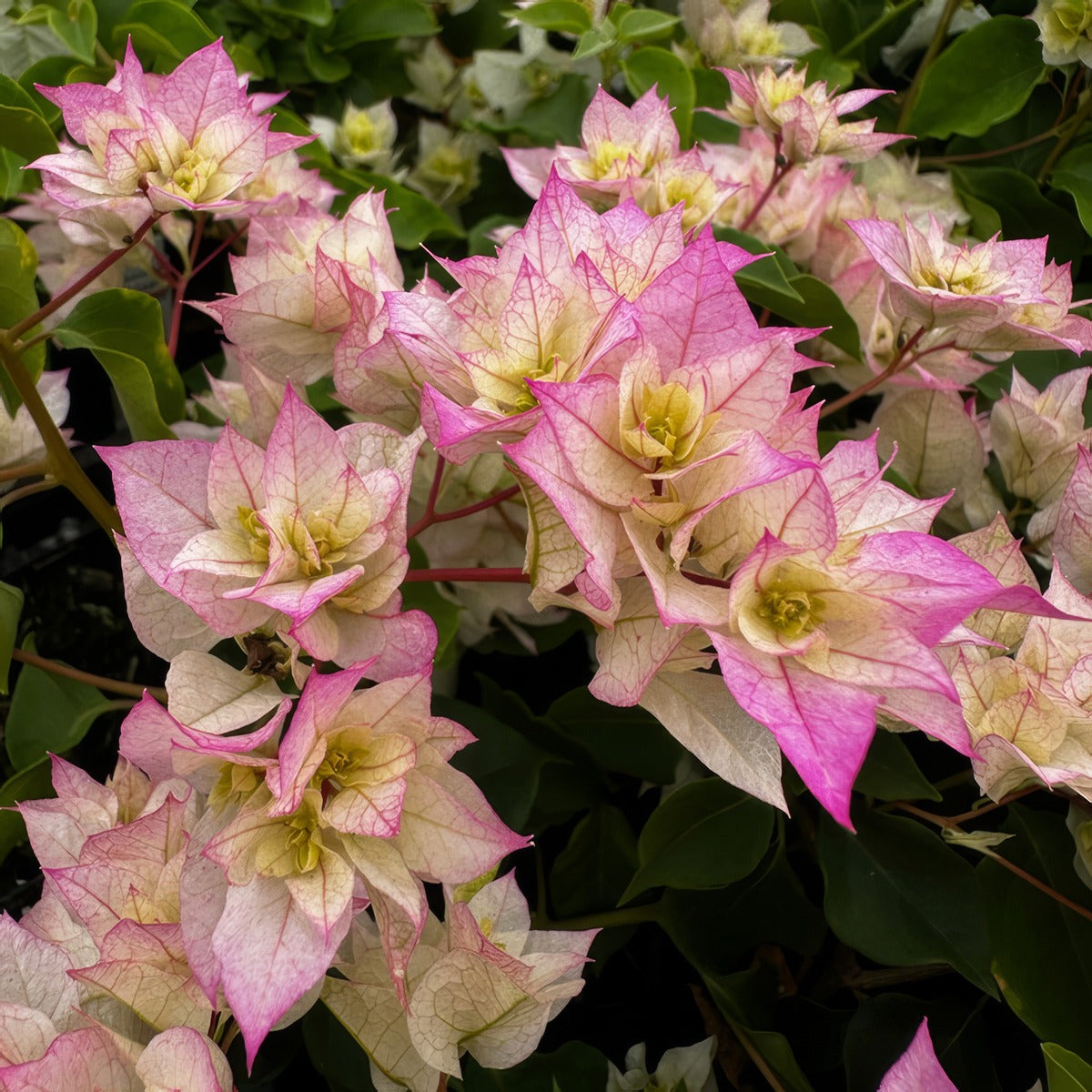 Bougainvillea Limberlost Beauty P10boullb - Garden Express Australia