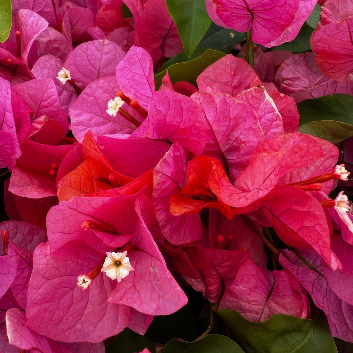 Bougainvillea Miss Manila P10boumma - Garden Express Australia