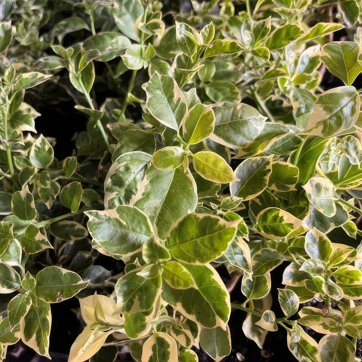 Bougainvillea White Stripe Foliage - Garden Express Australia