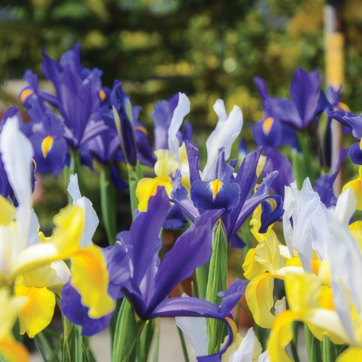 Dutch Iris Mixed Pkdirmxd 2019 - Garden Express Australia